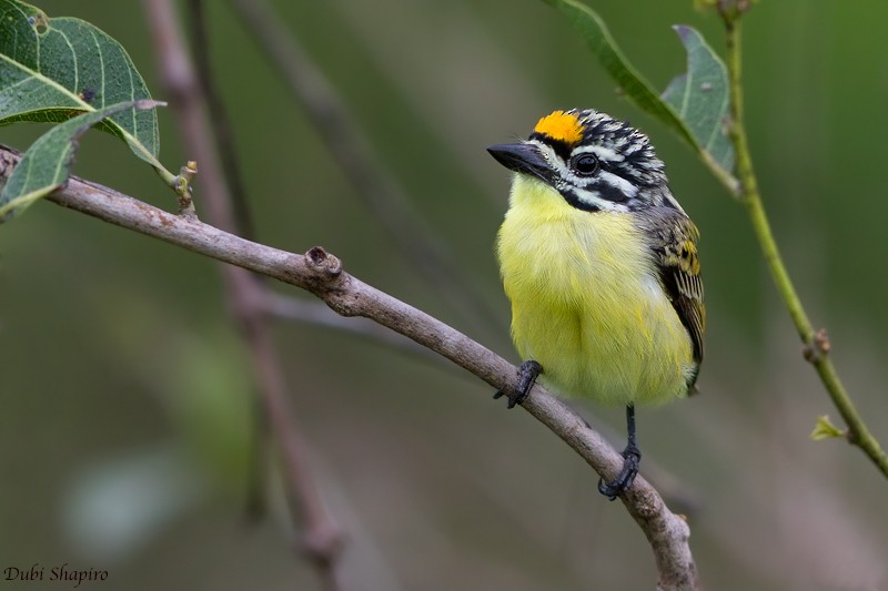 Yellow-fronted Tinkerbird - ML205092111