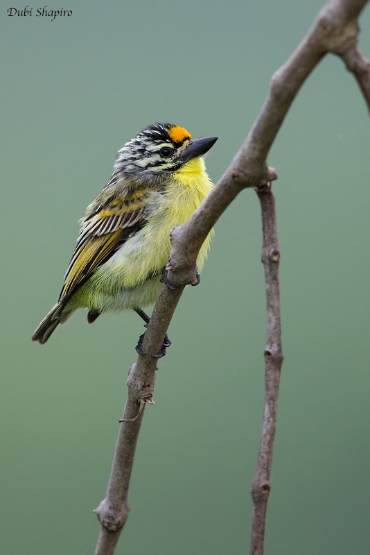 Yellow-fronted Tinkerbird - ML205092121