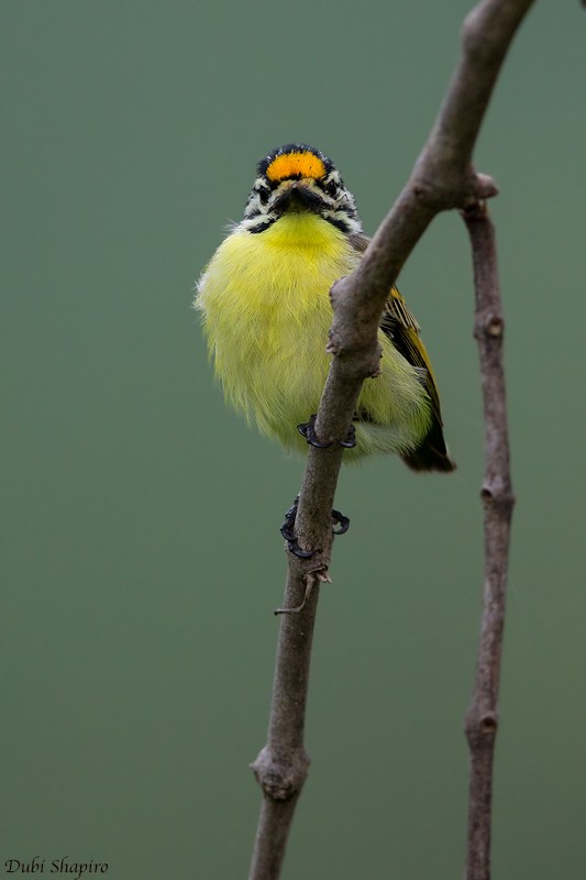 Yellow-fronted Tinkerbird - Dubi Shapiro