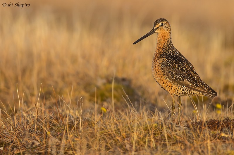 Long-billed Dowitcher - ML205092391