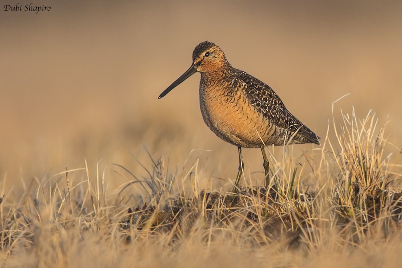 Long-billed Dowitcher - ML205092401