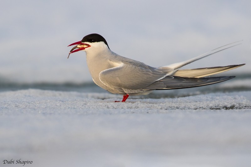 Arctic Tern - Dubi Shapiro