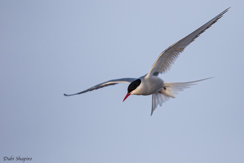 Arctic Tern - Dubi Shapiro