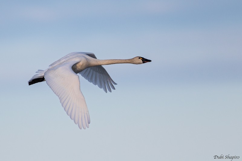 Tundra Swan (Whistling) - ML205092601