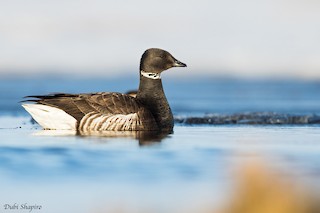 Brant (Black), ML205092631