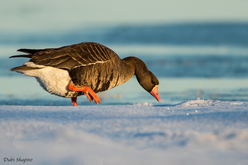 Greater White-fronted Goose (Western) - Dubi Shapiro