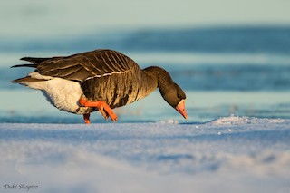 Greater White-fronted Goose (Western), ML205092651