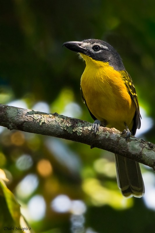 Monteiro's Bushshrike (Monteiro's) - eBird