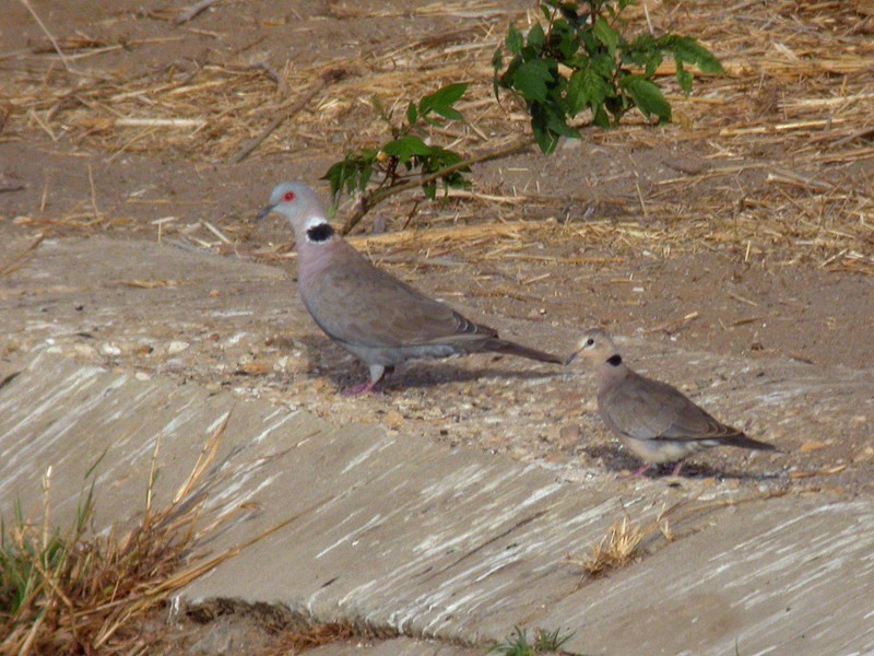 Mourning Collared-Dove - ML205092981