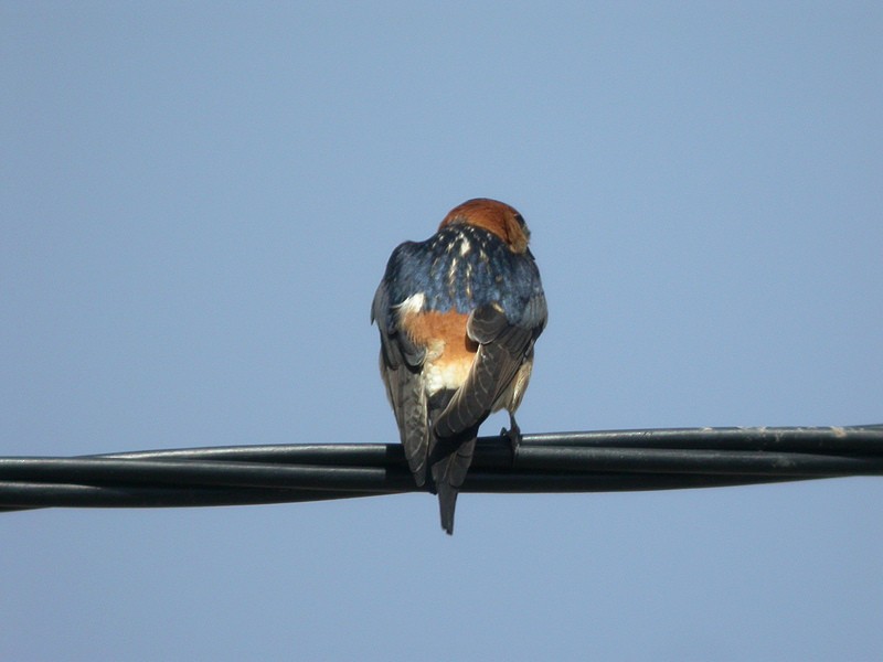Red-rumped Swallow (Red-rumped) - Alain Fossé