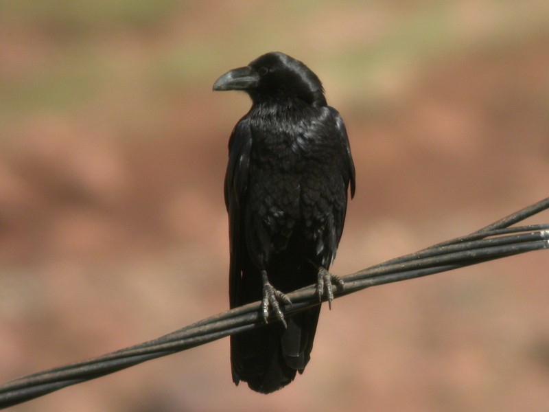 Common Raven - ML205093431