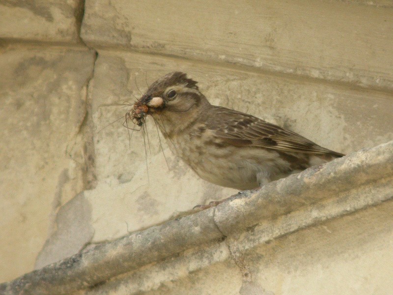 Rock Sparrow - Alain Fossé