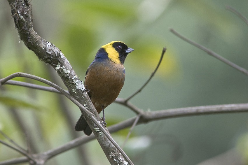 Golden-collared Tanager - ML205093701