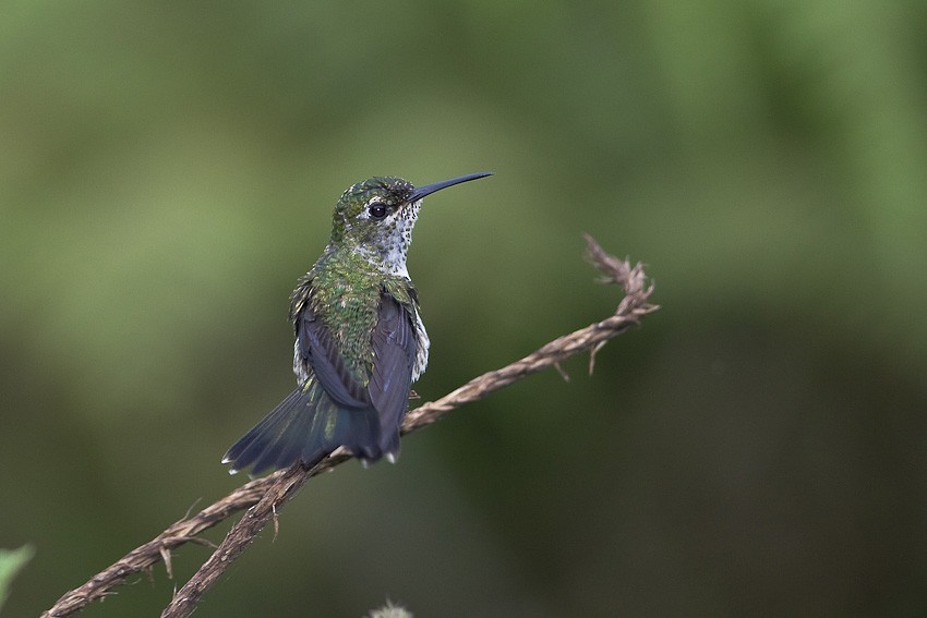Many-spotted Hummingbird - Niels Poul Dreyer