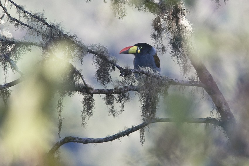Gray-breasted Mountain-Toucan - Niels Poul Dreyer
