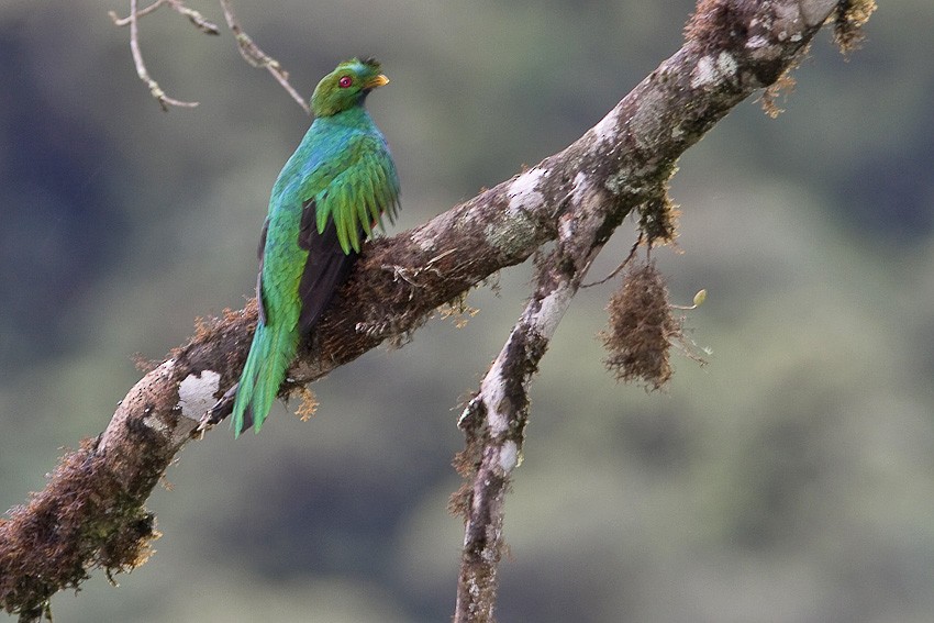 Crested Quetzal - ML205093871