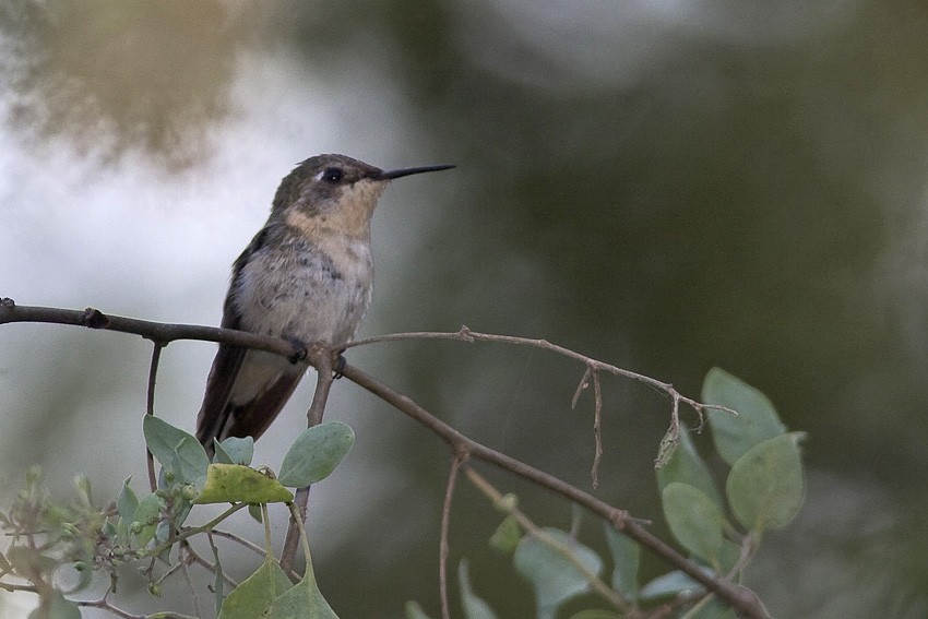 Tumbes Hummingbird - Niels Poul Dreyer