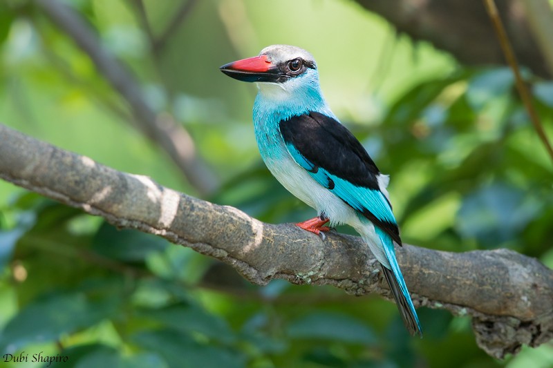 Blue-breasted Kingfisher - Dubi Shapiro