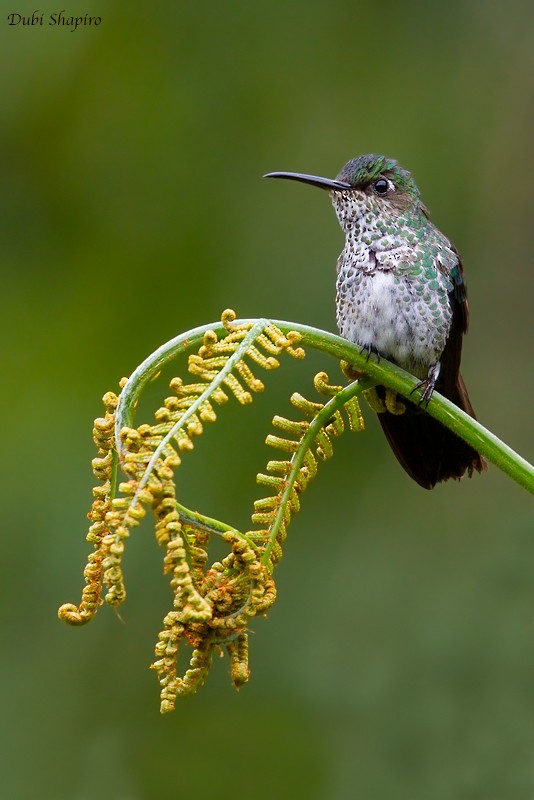 Many-spotted Hummingbird - Dubi Shapiro