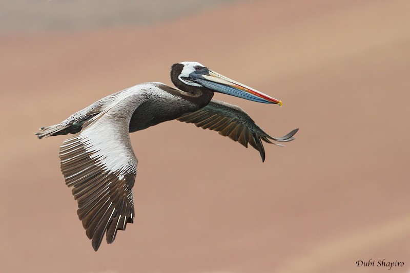 Peruvian Pelican - Dubi Shapiro