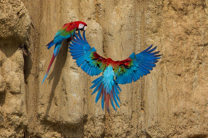Red-and-green Macaw - Dubi Shapiro