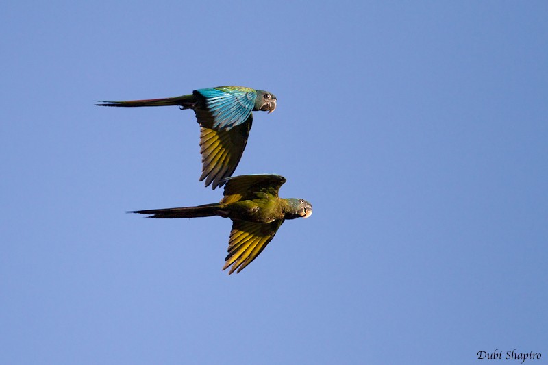 Blue-headed Macaw - Dubi Shapiro