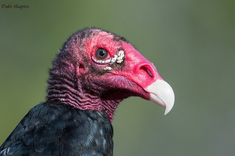Turkey Vulture (Northern) - Dubi Shapiro