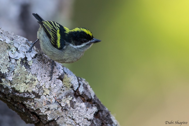 Western Tinkerbird (Angola) - Dubi Shapiro