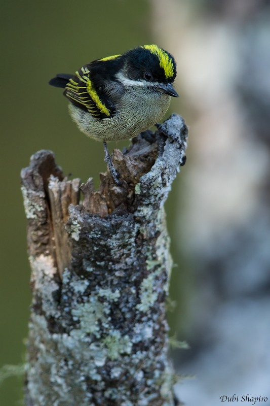 Western Tinkerbird (Angola) - ML205094901