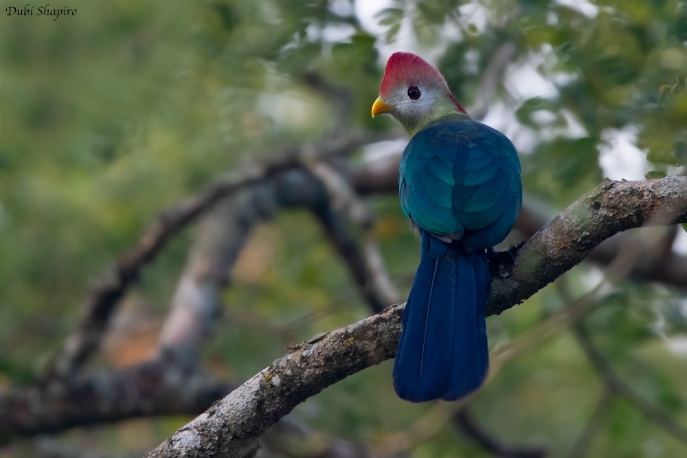 Red-crested Turaco - ML205095391