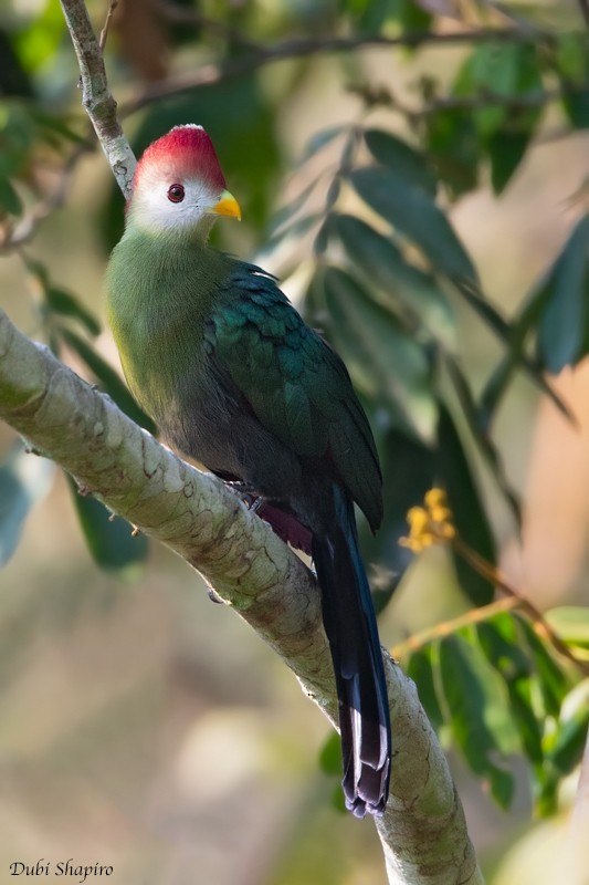 Red-crested Turaco - ML205095401