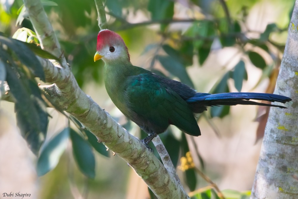 Red-crested Turaco - ML205095411