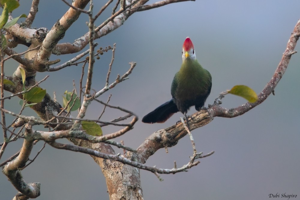 Red-crested Turaco - ML205095421