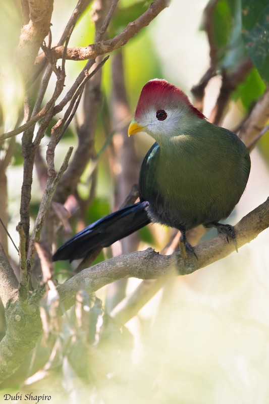 Red-crested Turaco - ML205095431