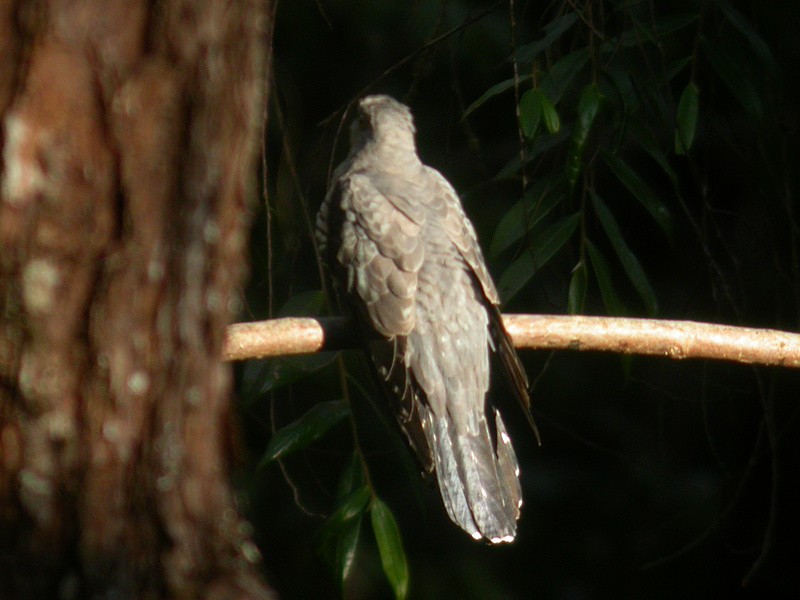 Indian Cuckoo - Alain Fossé