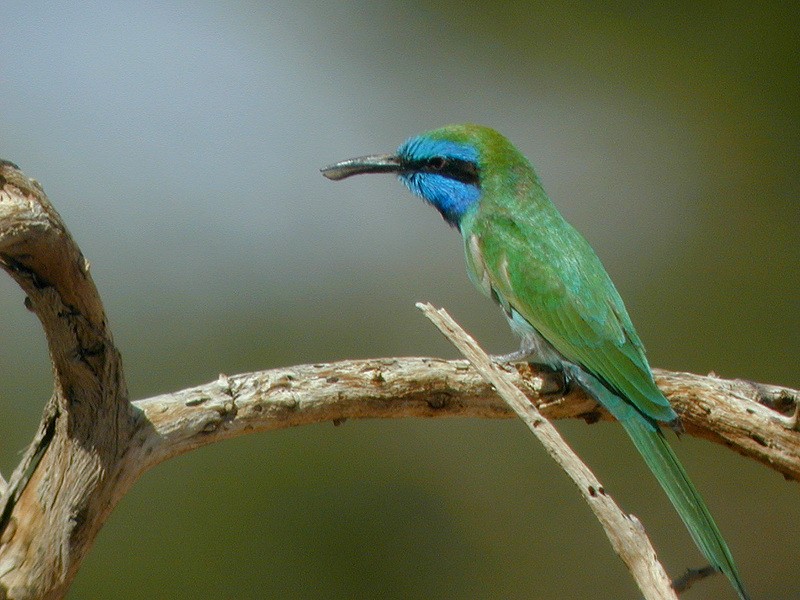 Arabian Green Bee-eater - ML205095751