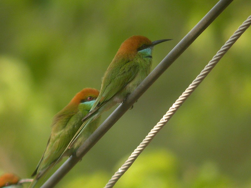 Asian Green Bee-eater - ML205095761