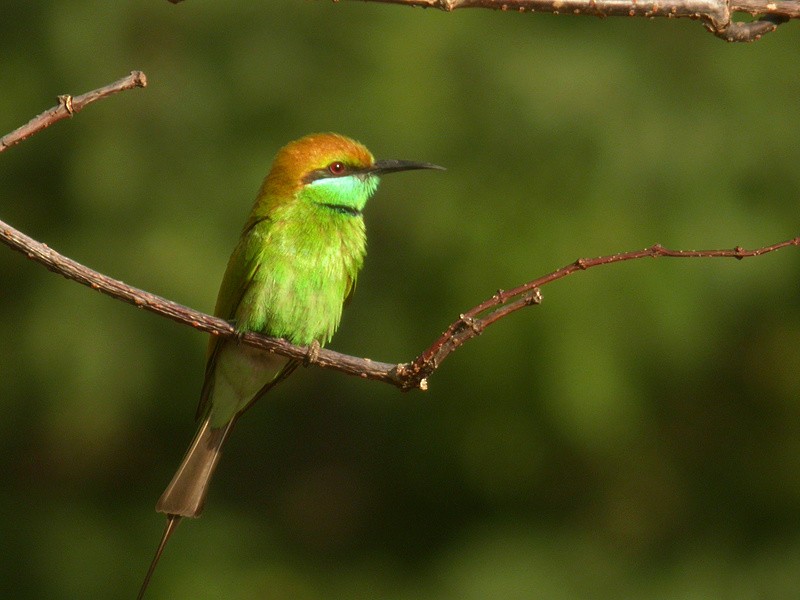 Asian Green Bee-eater - ML205095771