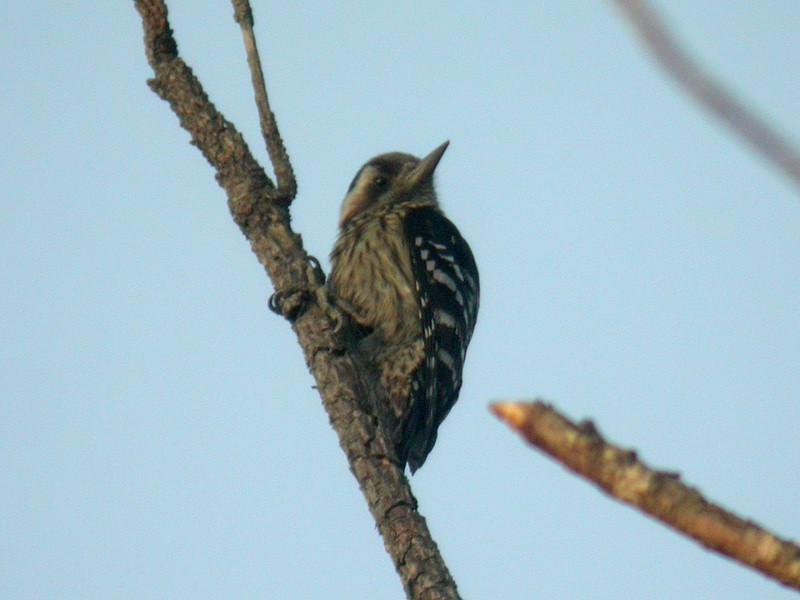 Gray-capped Pygmy Woodpecker - Alain Fossé