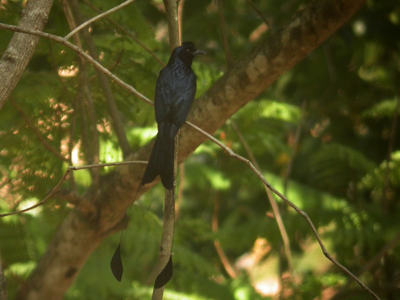 Greater Racket-tailed Drongo - ML205095941