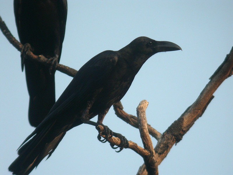 Large-billed Crow (Eastern) - ML205095961