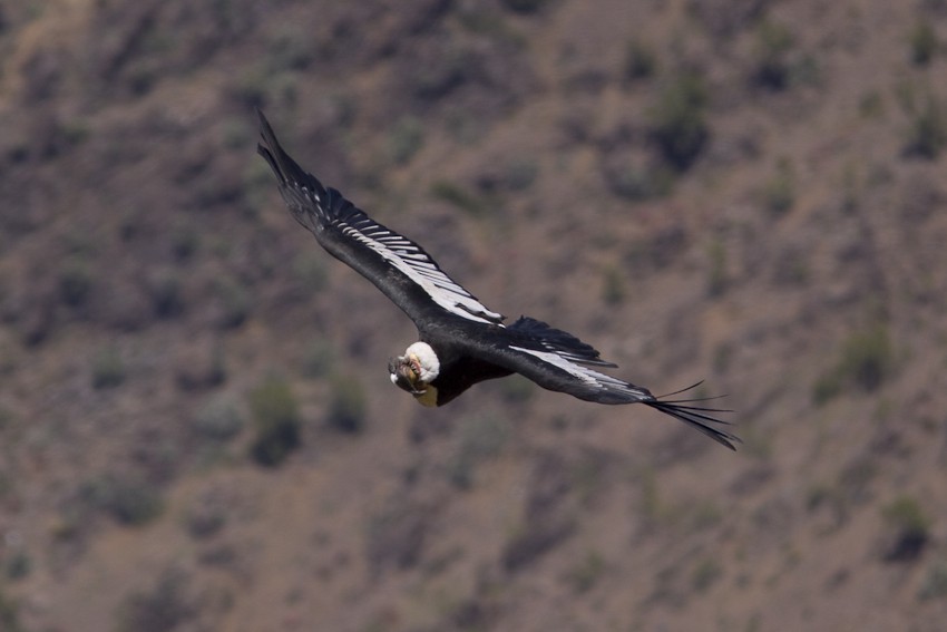 Andean Condor - Niels Poul Dreyer
