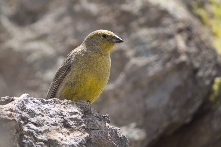 Greater Yellow-Finch - ML205096141