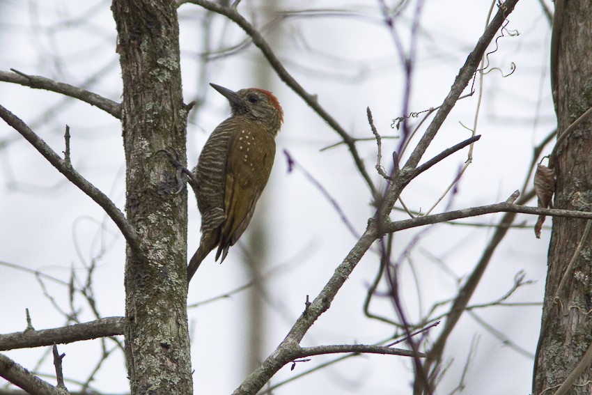 Dot-fronted Woodpecker - ML205096321
