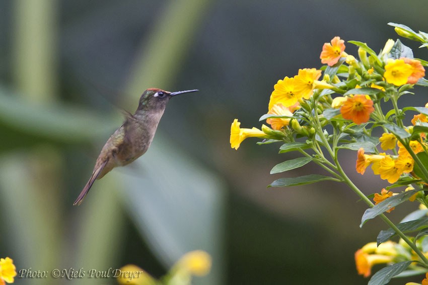 kolibřík hnědotemenný - ML205096341