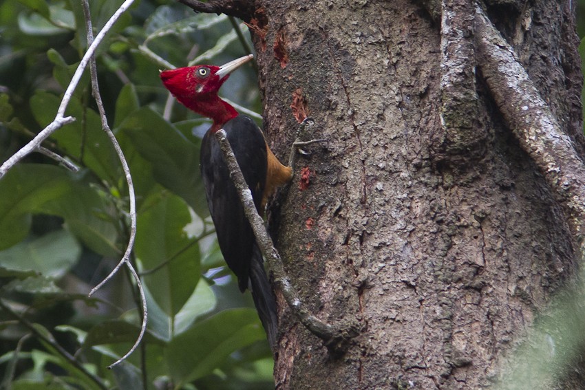 Red-necked Woodpecker - ML205096451