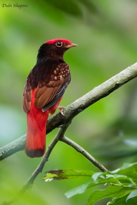 Guianan Red-Cotinga - Dubi Shapiro