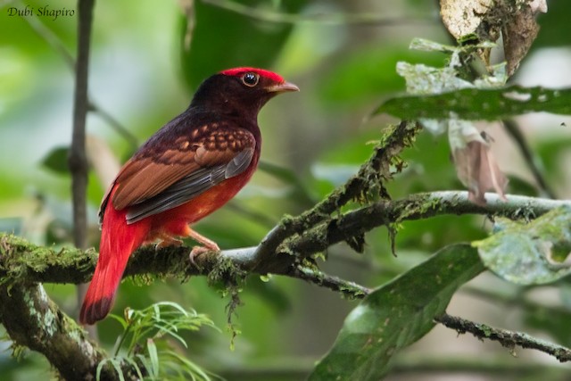 Guianan Red Cotinga Ebird