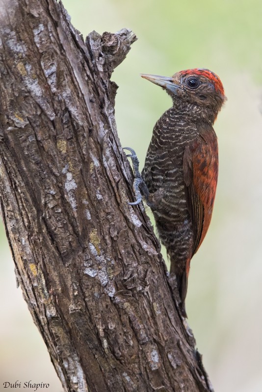 Blood-colored Woodpecker - ML205096941