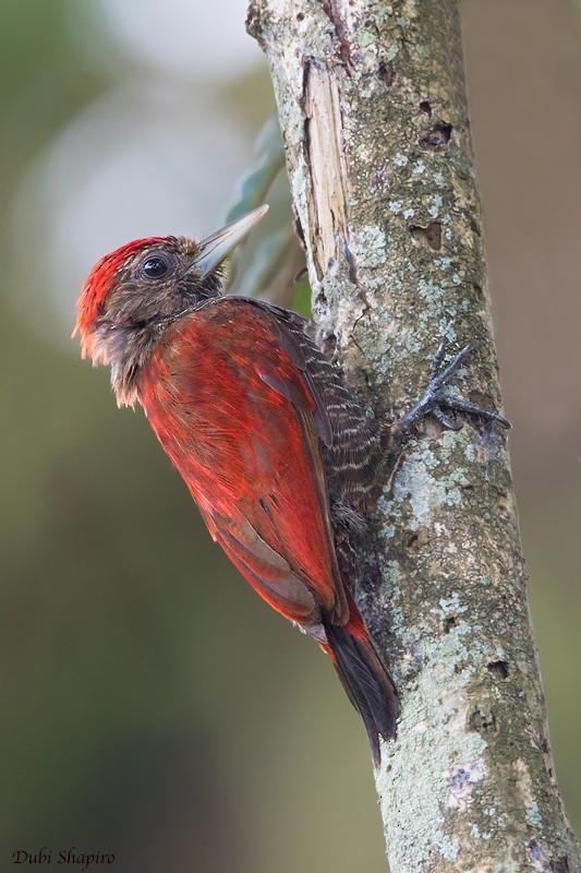 Blood-colored Woodpecker - Dubi Shapiro